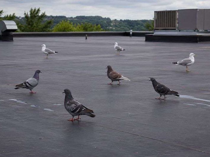 Birds on commercial rubber roof